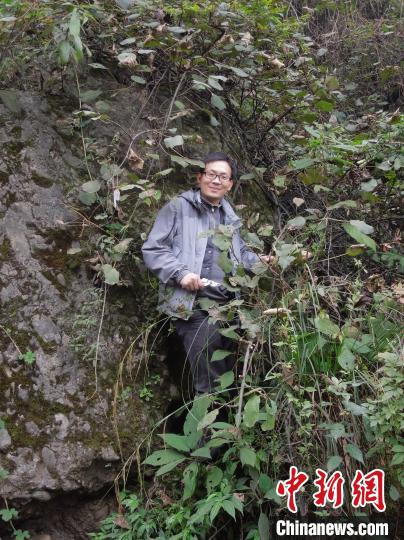 “植物界大熊猫”背后的守护者:助濒危植物焕发新生