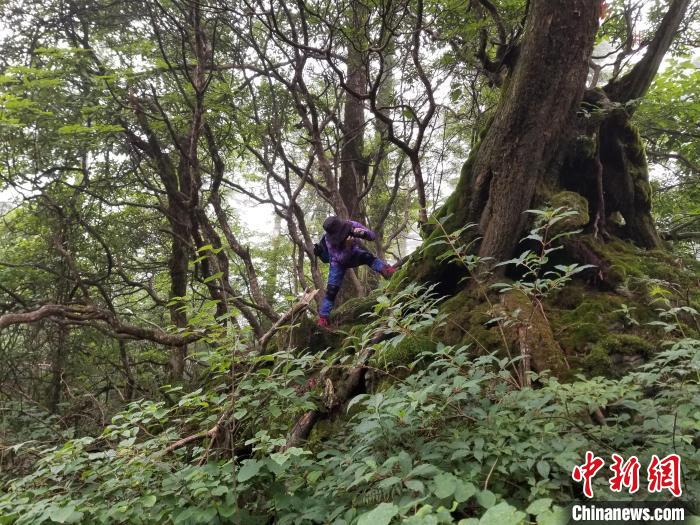 在野外工作的陈绪玲。受访者供图