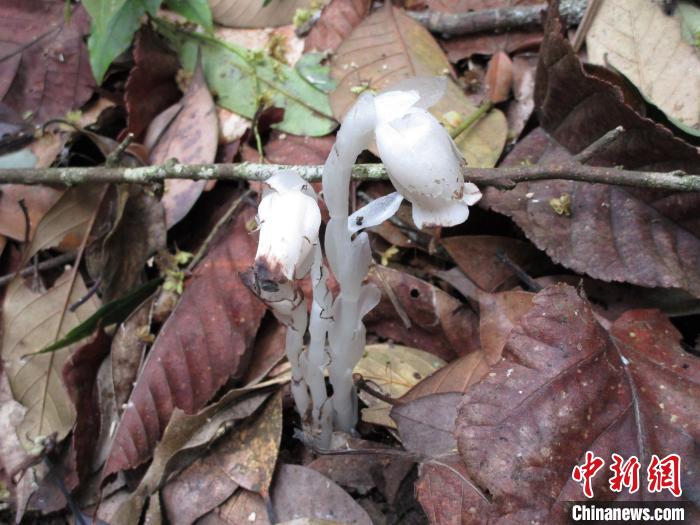 广东首次发现“幽灵之花”球果假沙晶兰