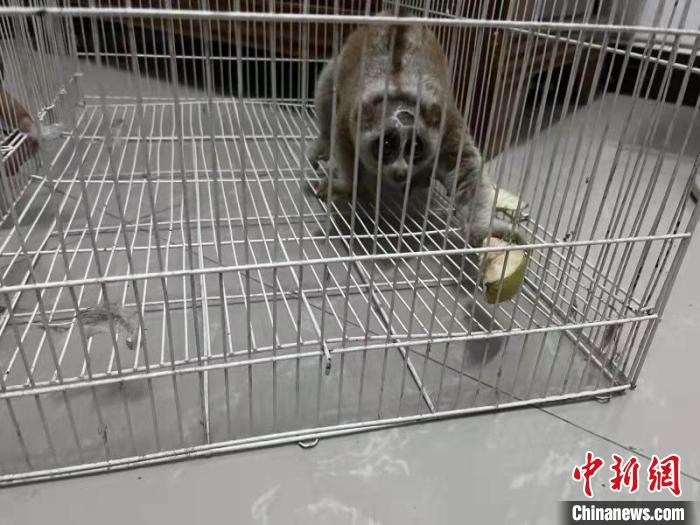 中缅边境德宏:警民携手救助国家一级保护动物蜂猴