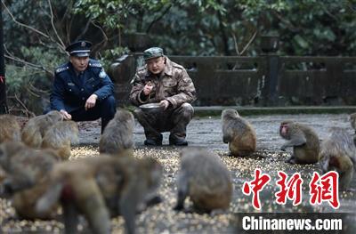 “与猴为伍”：浙江安吉护林员坚守深山25年