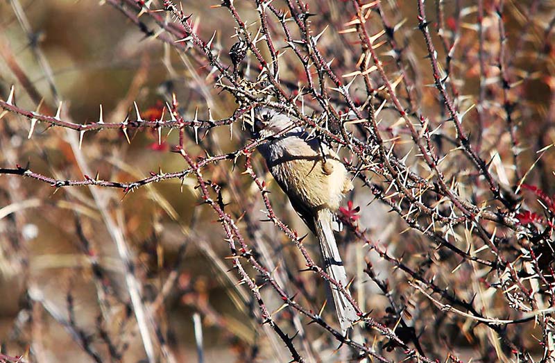 大山包保护区拍摄到的暗色鸦雀。 吴太平摄