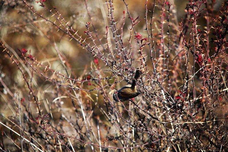 大山包保护区拍摄到的暗色鸦雀。 吴太平摄