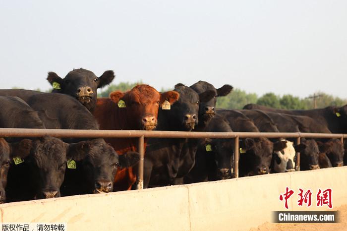 美国堪萨斯州尤利西斯市的一处牧牛场的牛在围栏里向外张望。