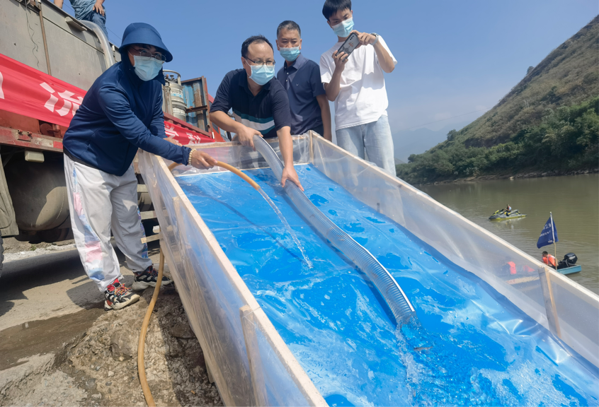 贵州习水江段举行，超14万尾全长5厘米以上的圆口铜鱼苗种放流赤水河