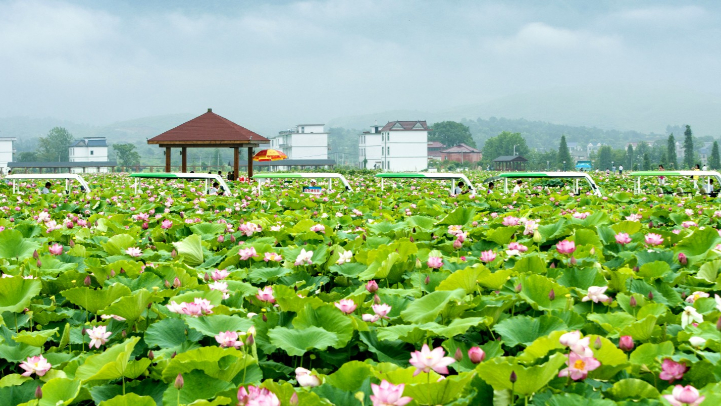 荷花博览园 (2).jpg