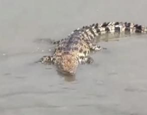 上海黄浦江 现场抓捕鳄鱼画面曝光