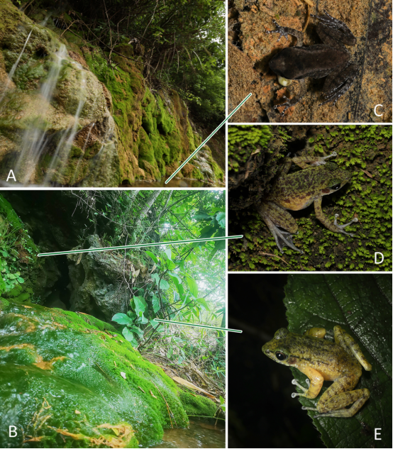 苔斑臭蛙的微生境(A,B)以及自然状态下的幼体 (C)，成年雌性(D)和雄性(E).png