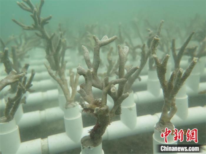 热海所培育的珊瑚苗 受访者供图