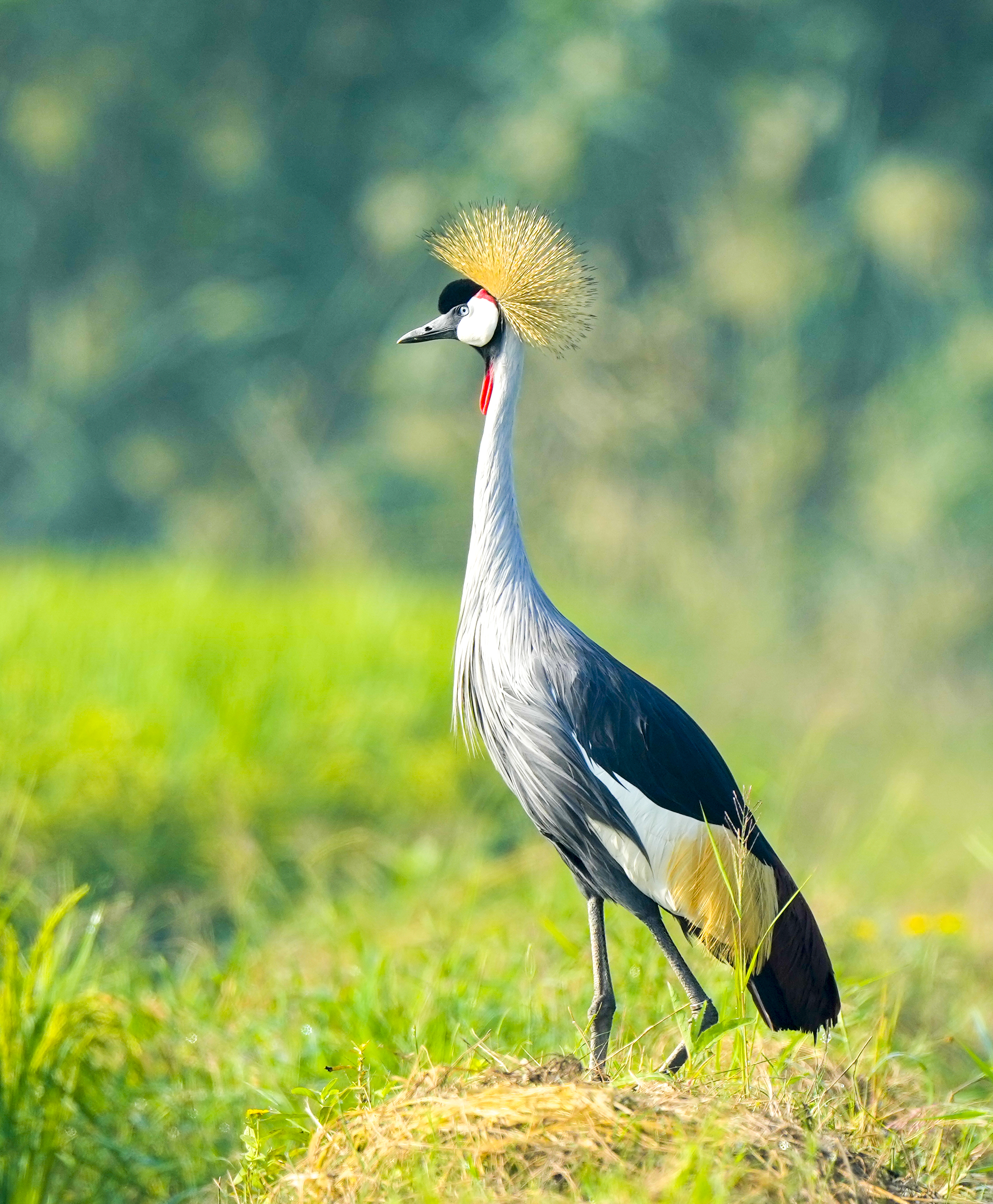 图集|乌干达国鸟灰冕鹤飞临济南——中国环境网
