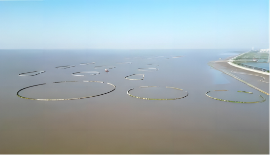 临港滨海海洋生态保护修复项目完工！成为上海海洋生态多样性恢复的开端