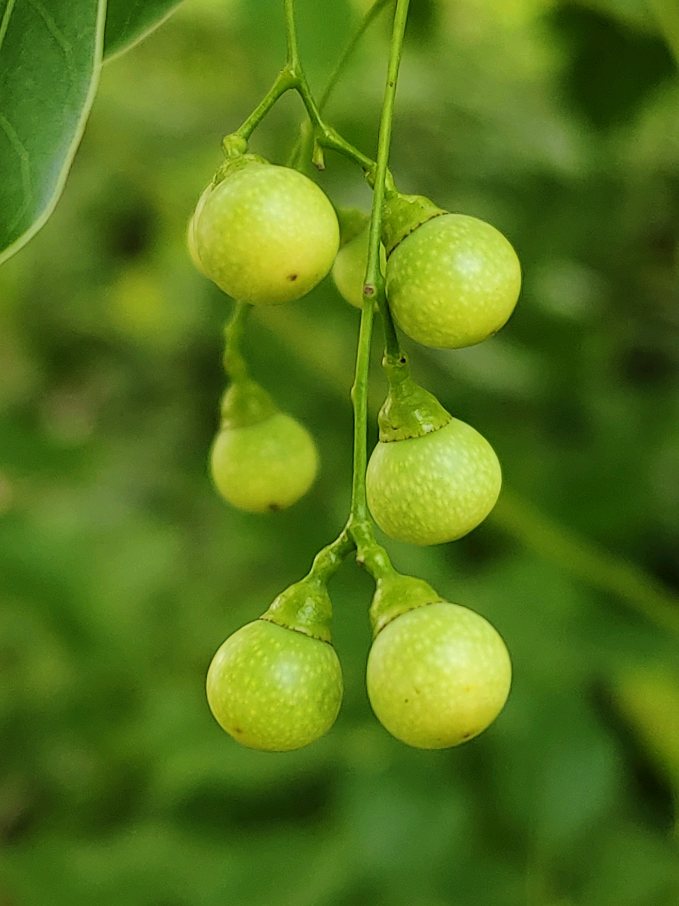 无忧树果实有什么作用 15dc8a93bffed6cb372f201d1d958ea5_1400x1868.jpg