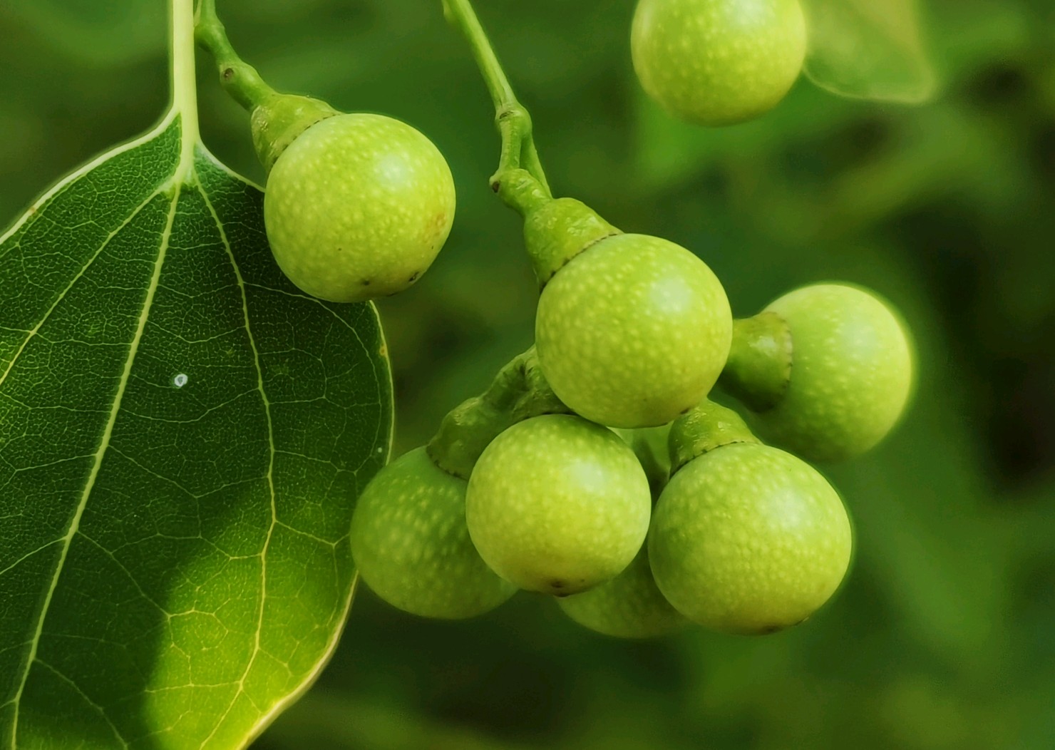 无忧树果实有什么作用 b35e16b1d9ac90647bf896da07ff17f2_1480x1052.jpg