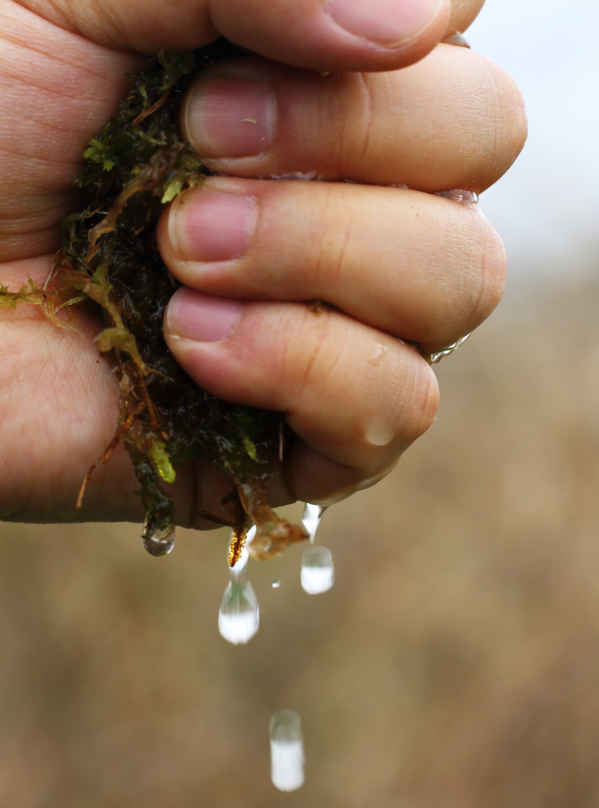 带你探秘泥炭藓——中国环境网