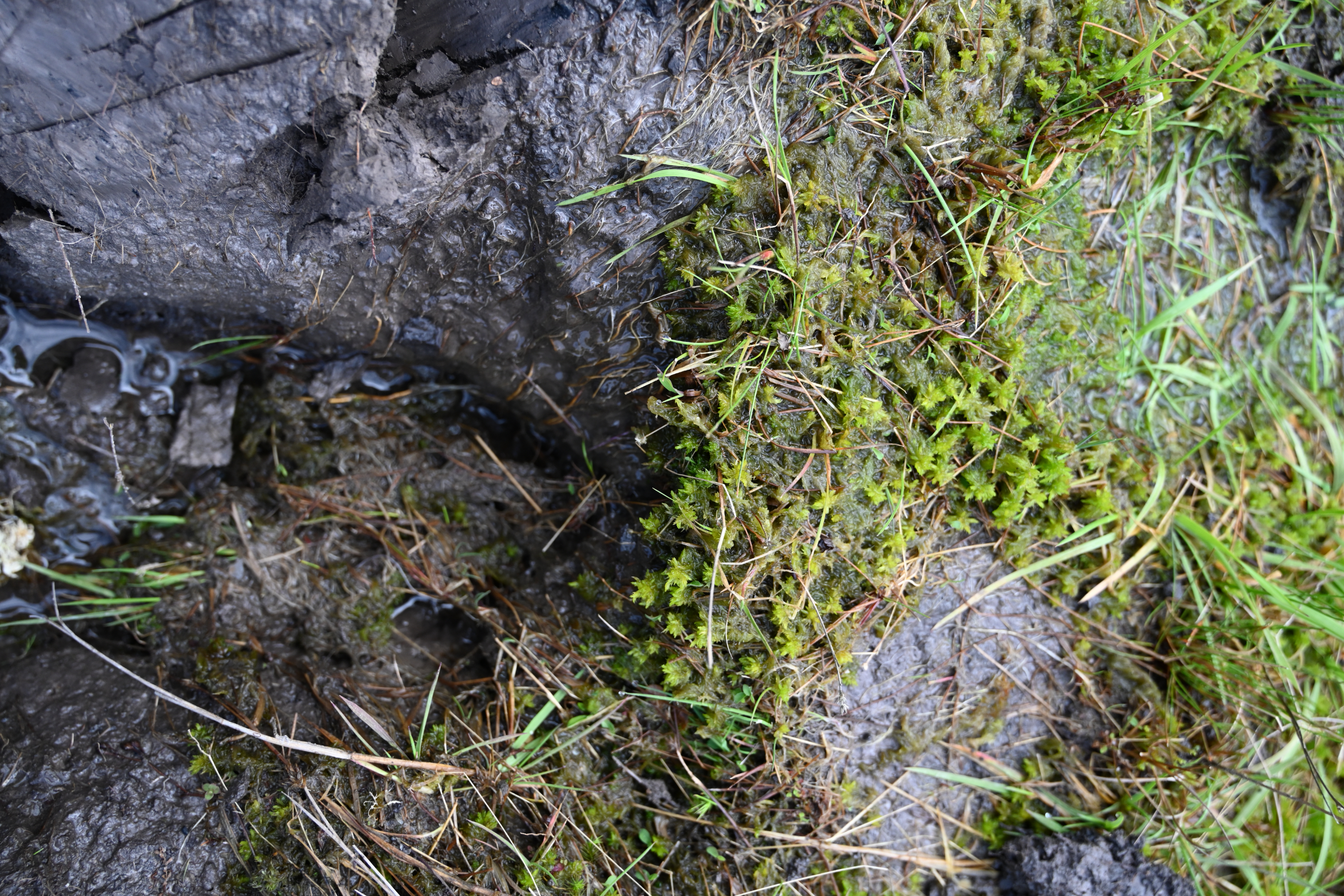 世界水日 |可储存自身体重20倍的水?带你探秘泥炭藓——中国环境网