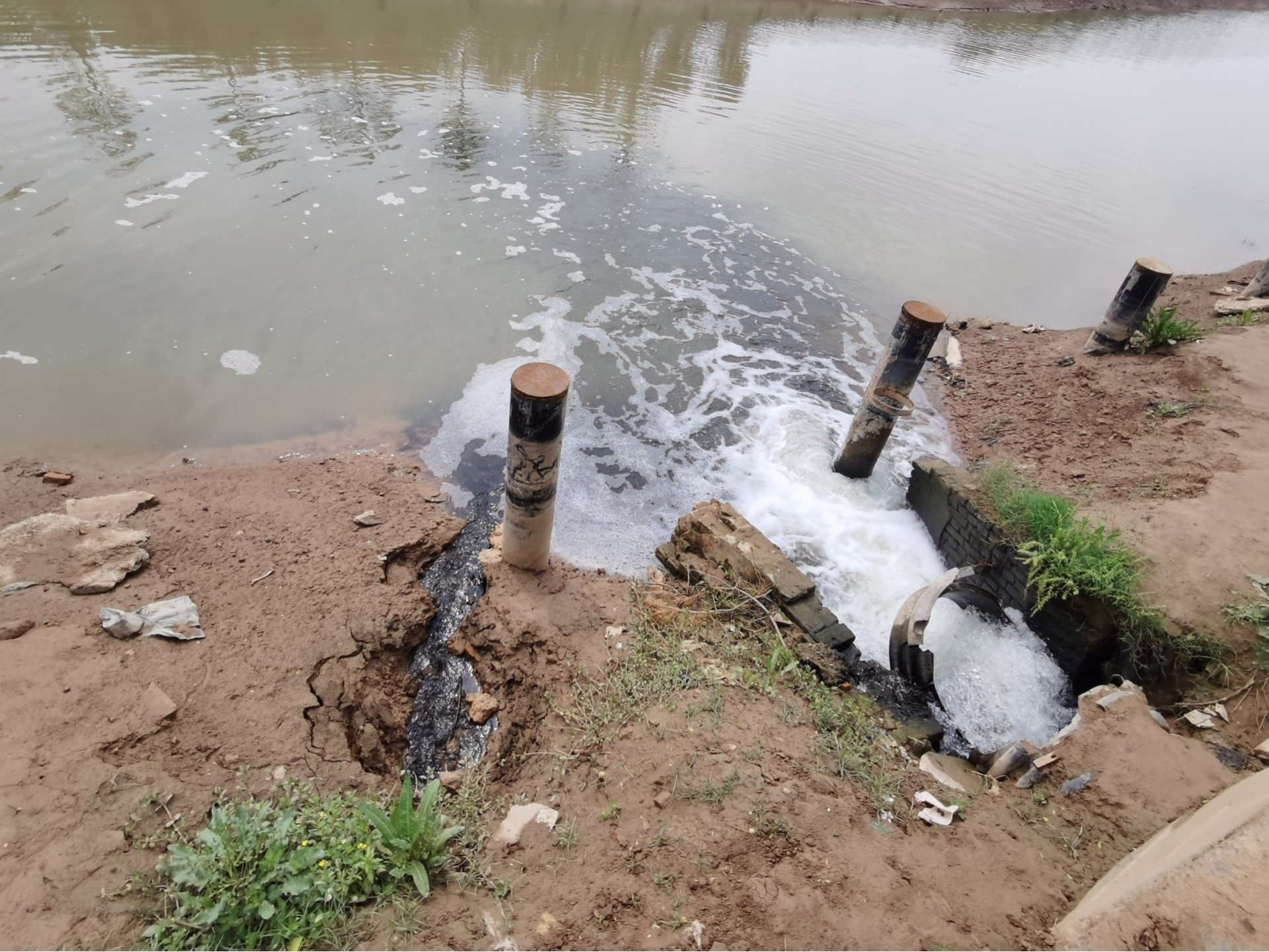 封丘县污水处理厂入河排污口(右,排水感官较好)旁,私设排污口(左,排水