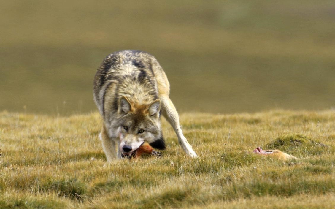 转移阵地的士兵——中国环境网