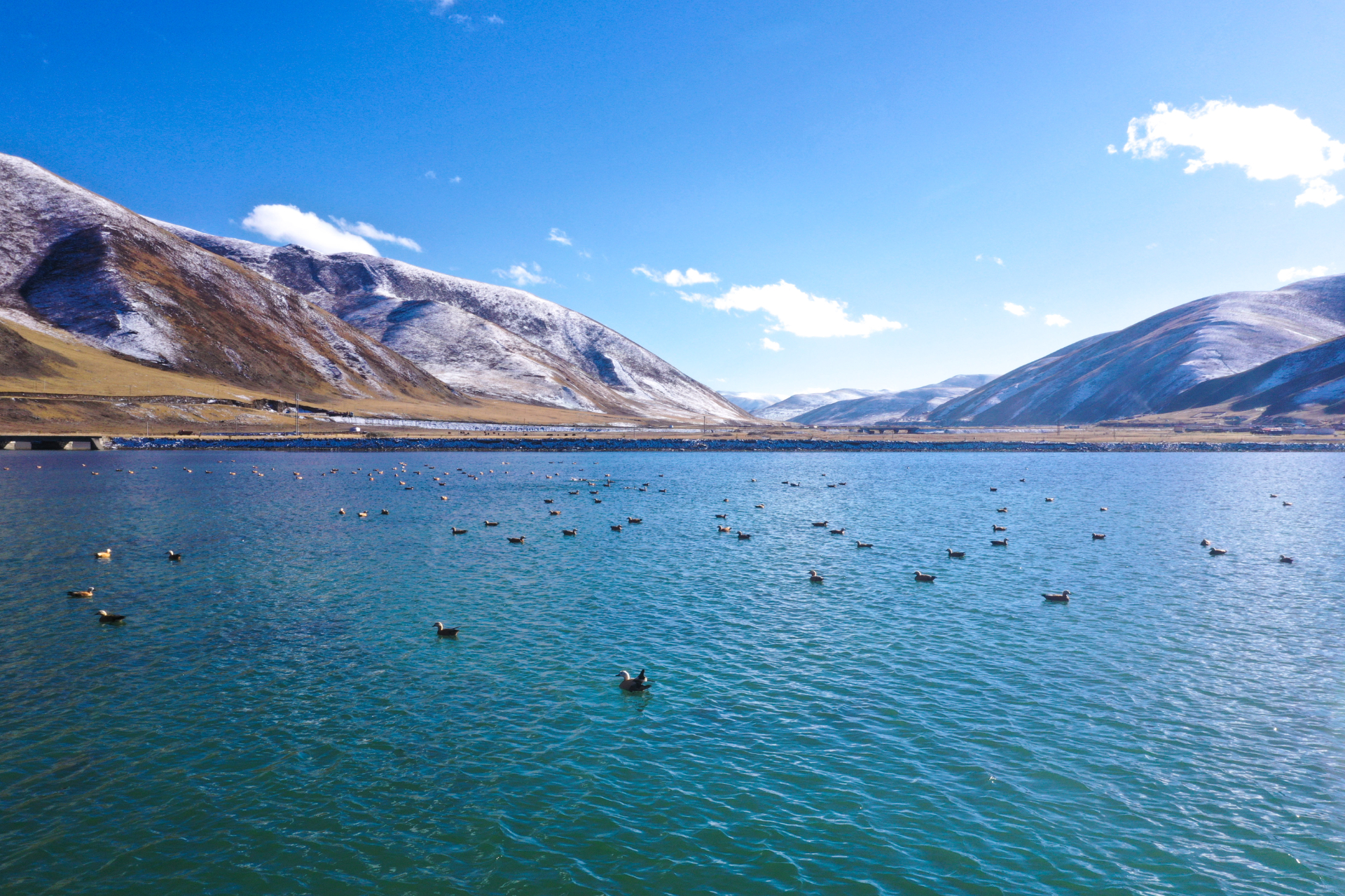 图为石渠太阳湖鸟类休憩投稿人:冯青国地址:四川省甘孜州石渠县太阳湖