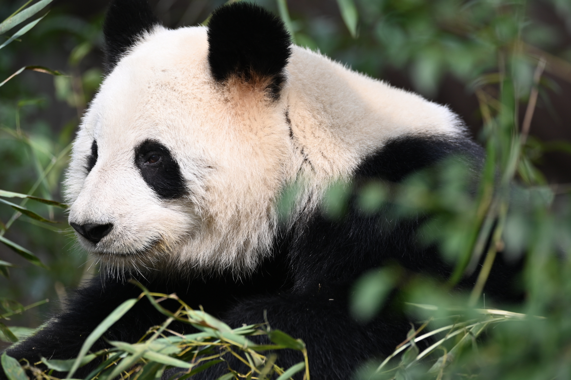 护佑国宝大熊猫——中国环境网