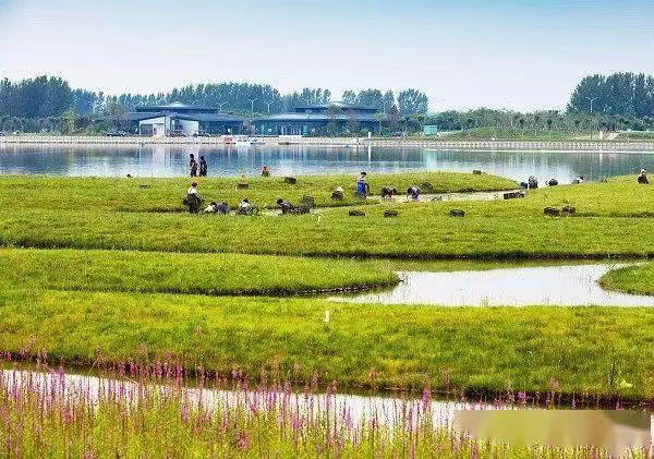 驻马店湿地植物园图片图片