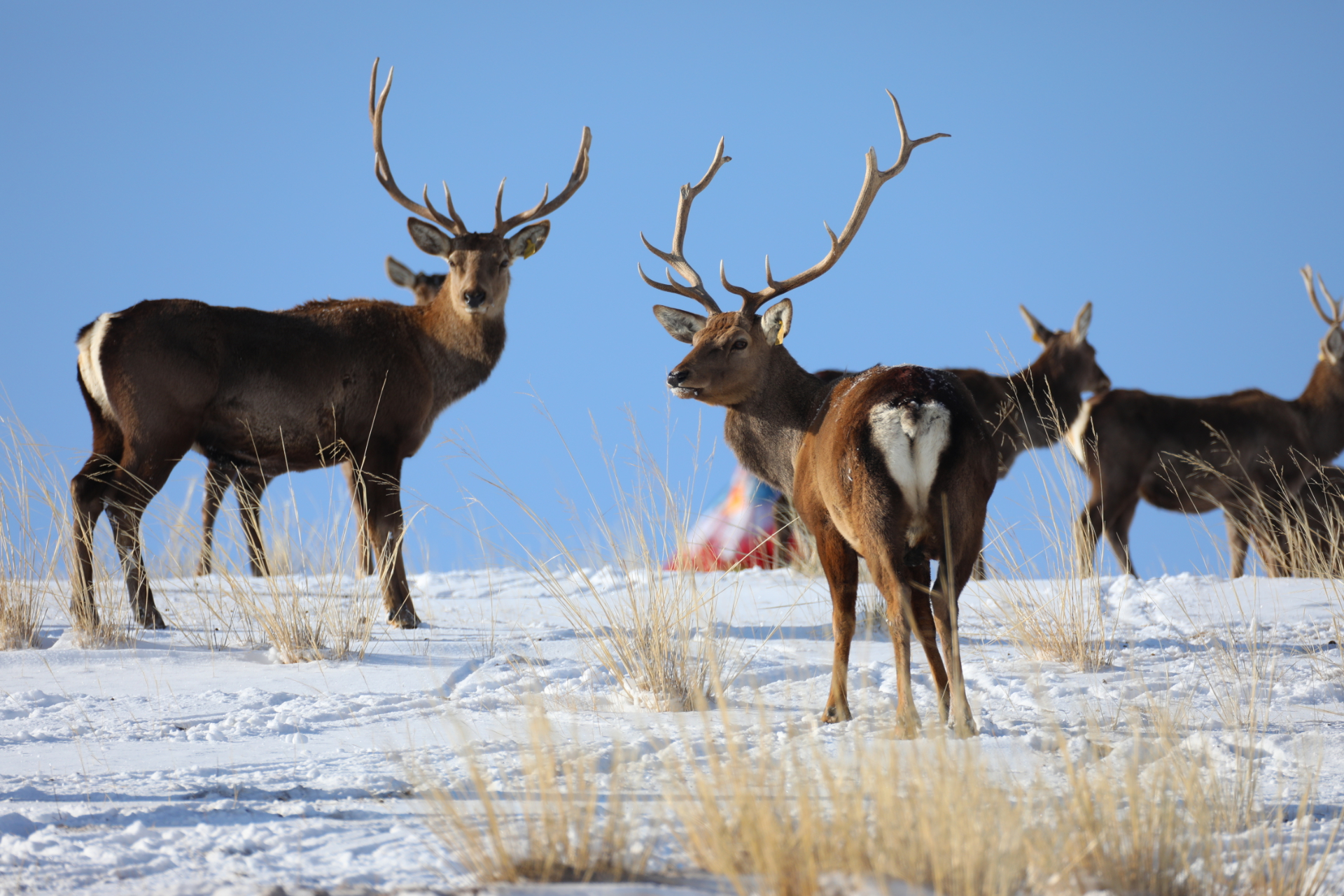 祁连山:野生动物的生态乐园——中国环境网