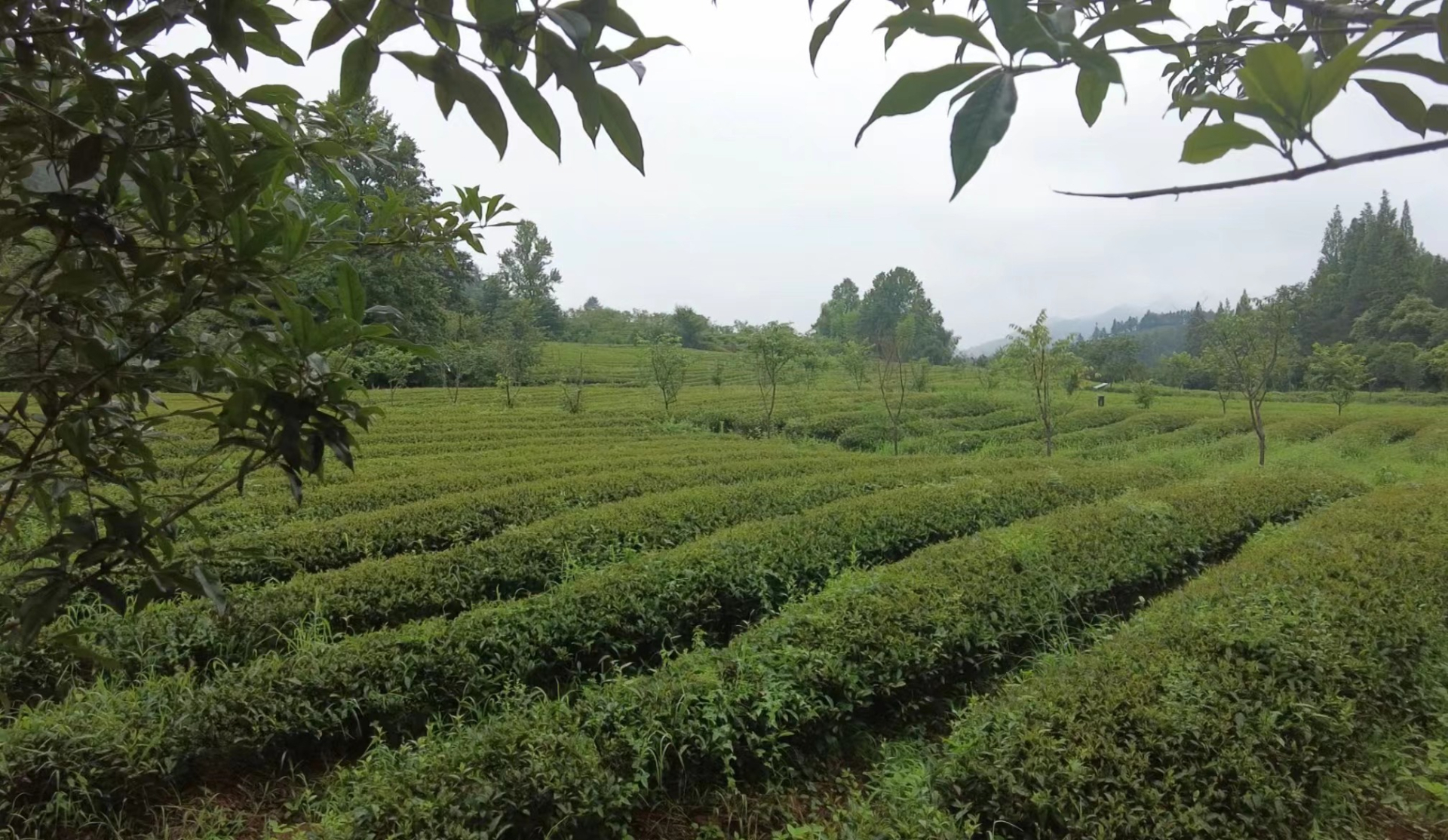 福建调研行① | 有机"养"好茶,青山"进"银行,武夷山探索人茶和谐之道
