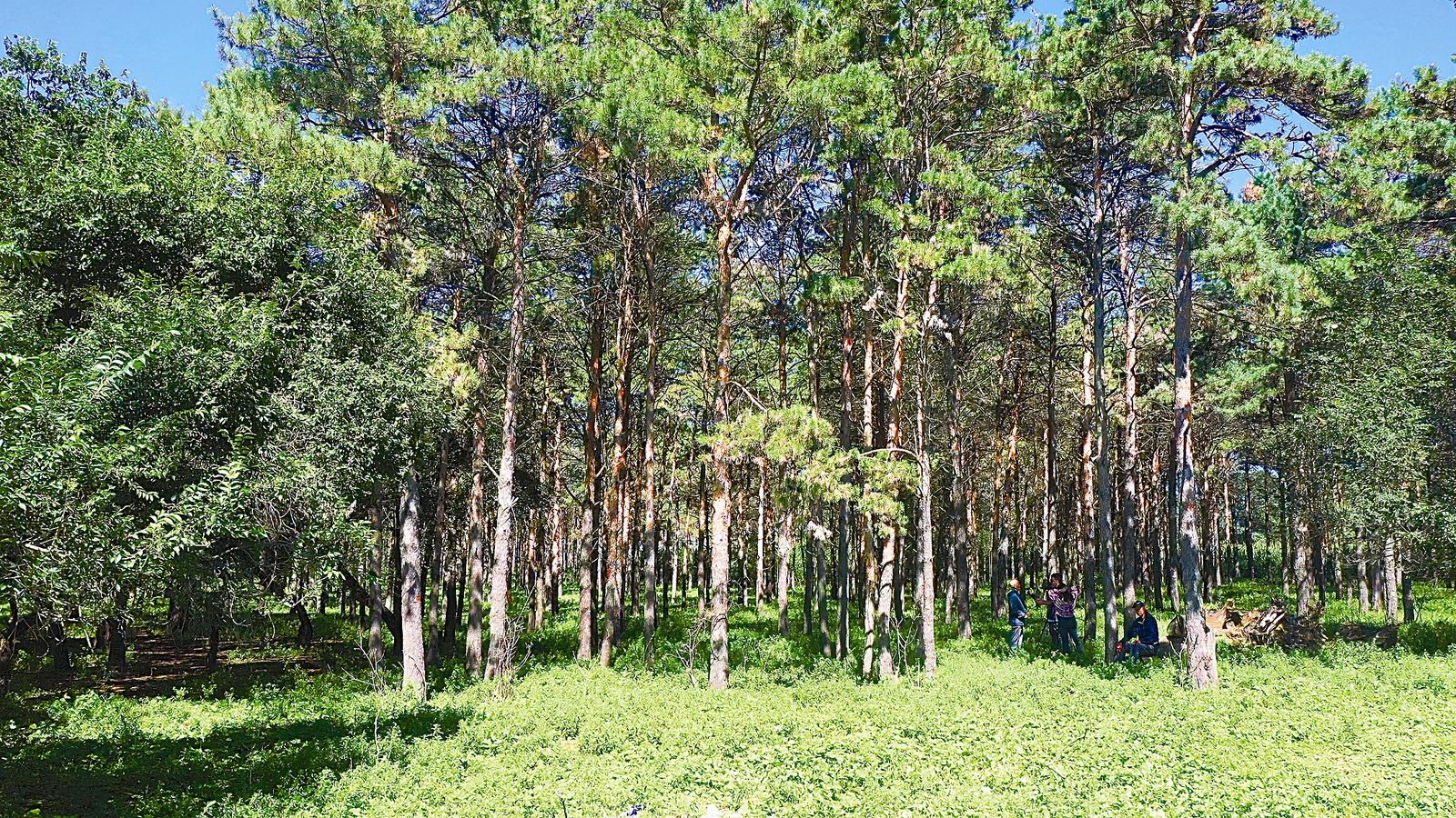 "龙江塞罕坝":65年治沙,15万亩"沙地"变"林海" ditan360.