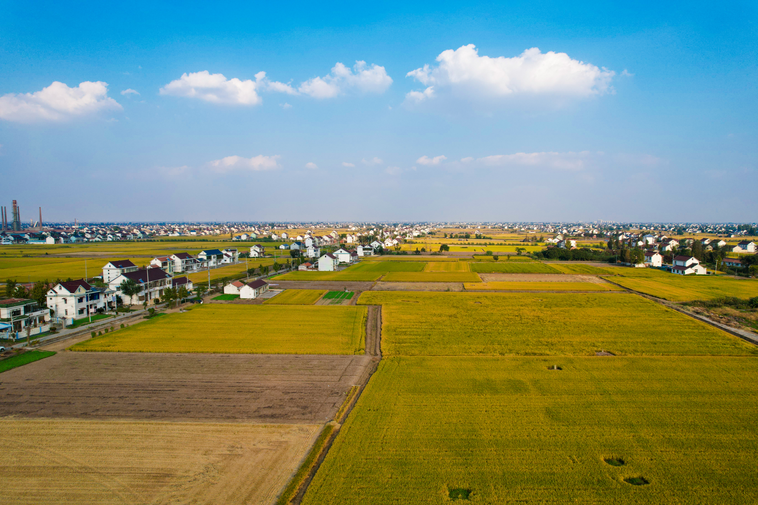 南通如东:秋日扶海洲 蔚蓝与金黄——中国环境网