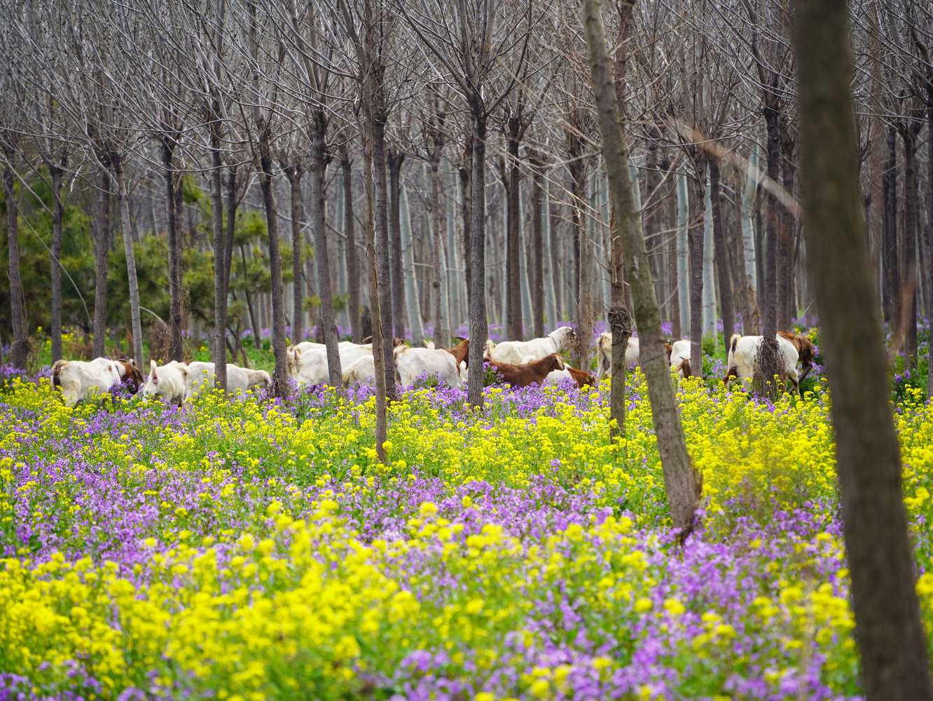 春融日暖的四月,山东齐河城郊万亩生态防护林里,大片油菜花热烈开放