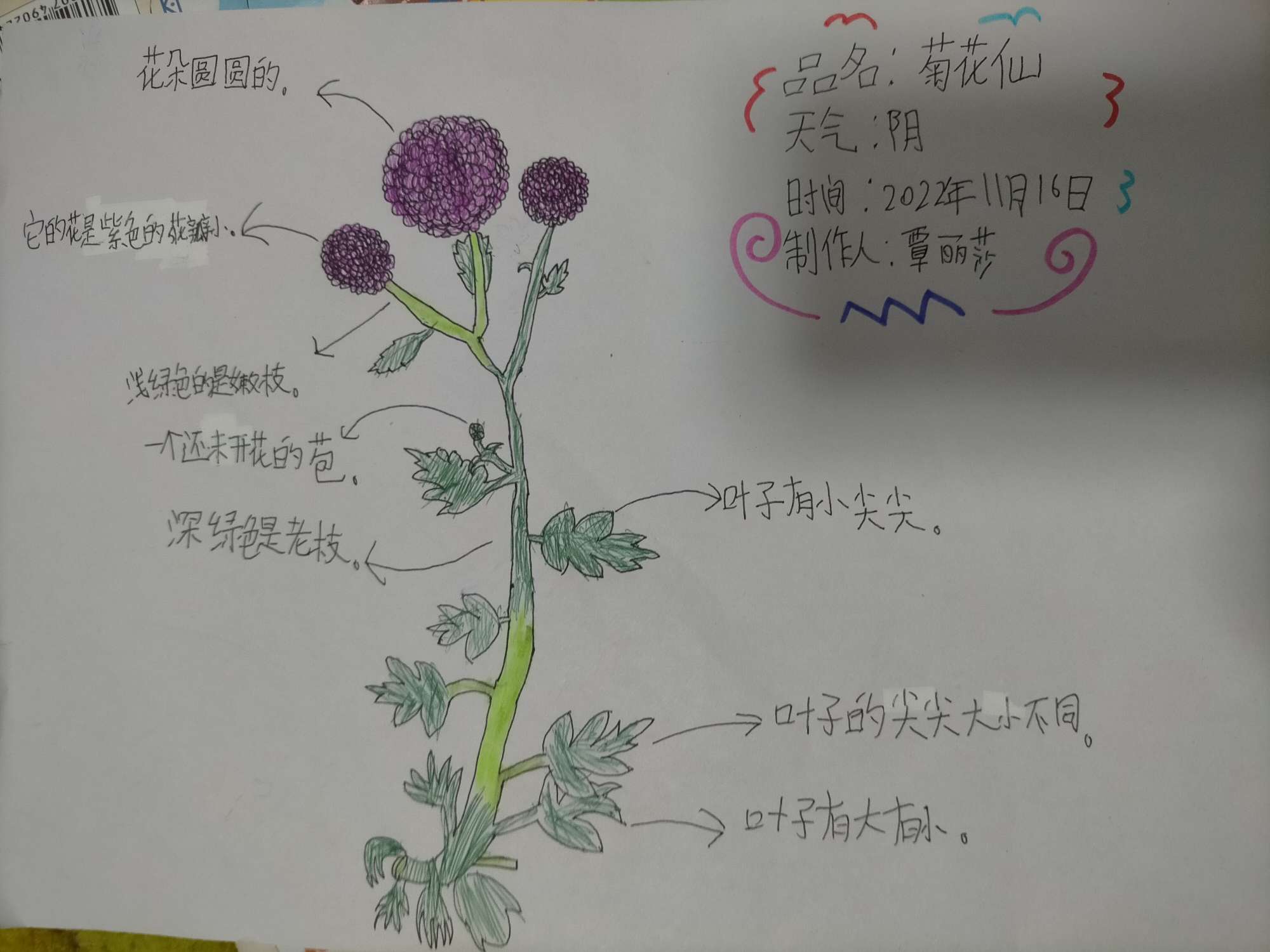自然笔记#秋天的菊