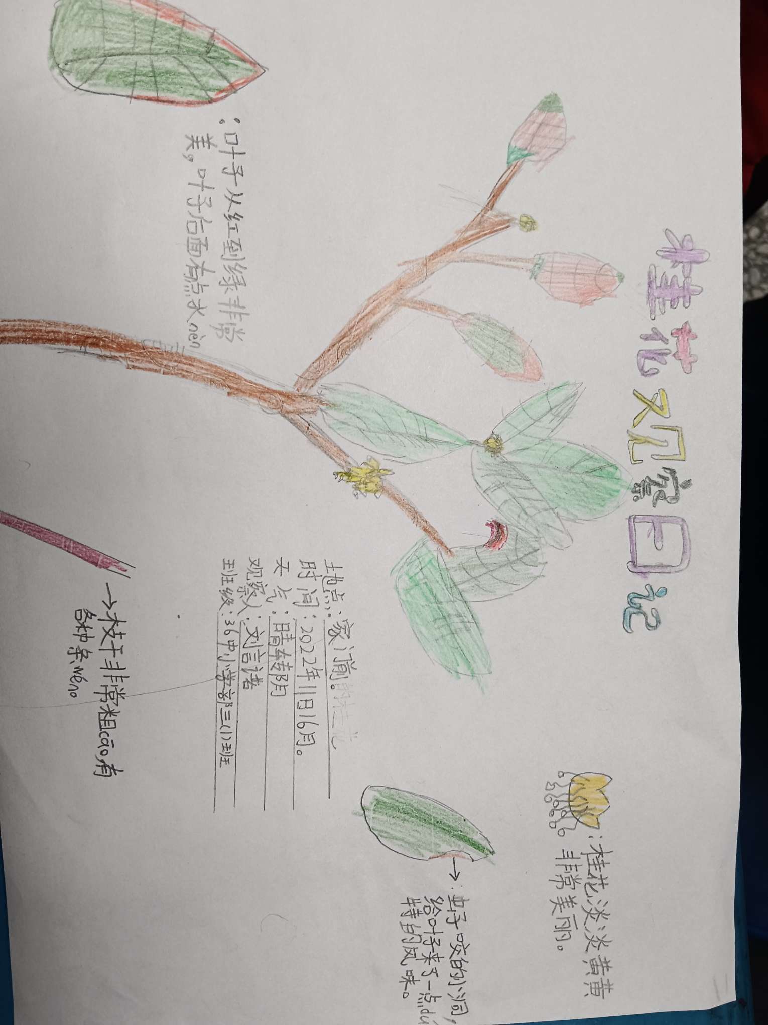 观察桂花树的过程记录表格(观察桂花树的过程记录表格怎么写)