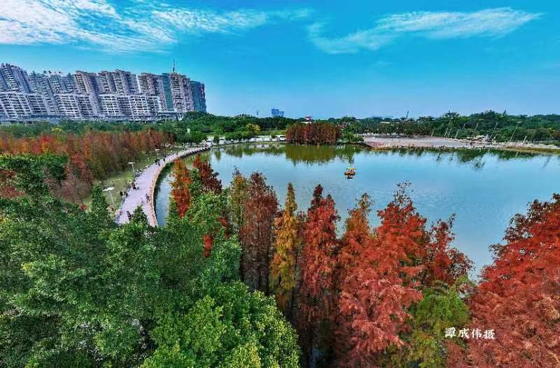 广东江门鹤山公园落羽杉火出圈 周末市民争相前往打卡——中国环境网