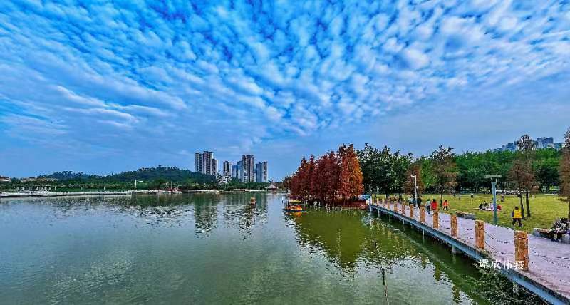 广东江门鹤山公园落羽杉火出圈 周末市民争相前往打卡——中国环境网