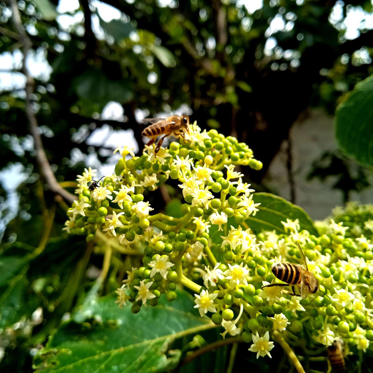 小小蜜蜂,天天釆蜜,辛苦呢.