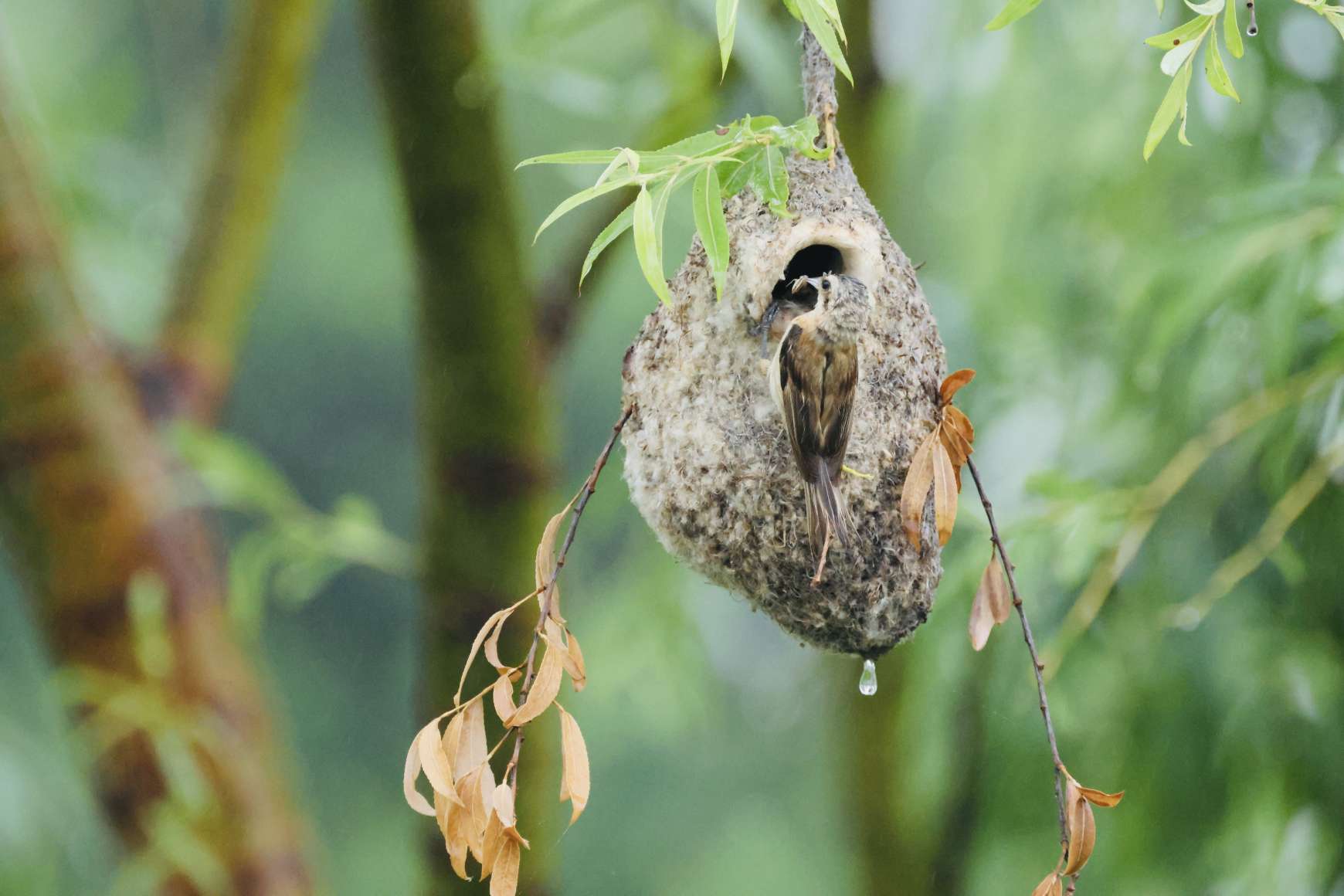 中华攀雀在连筑巢安家——中国环境网