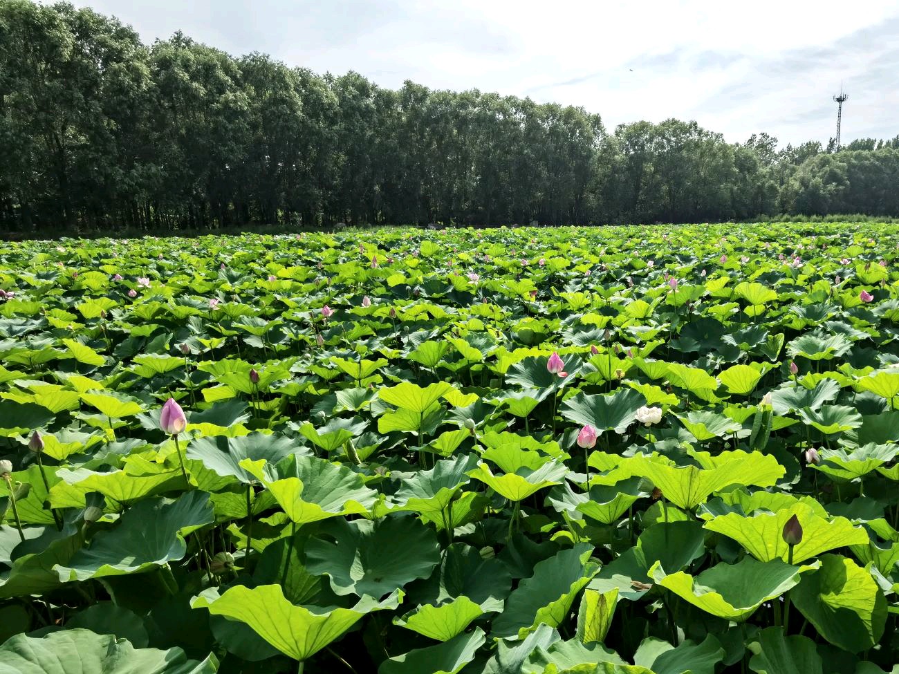 青州弥河国家湿地一池碧玉荷花,美了风景,艳了朱夏