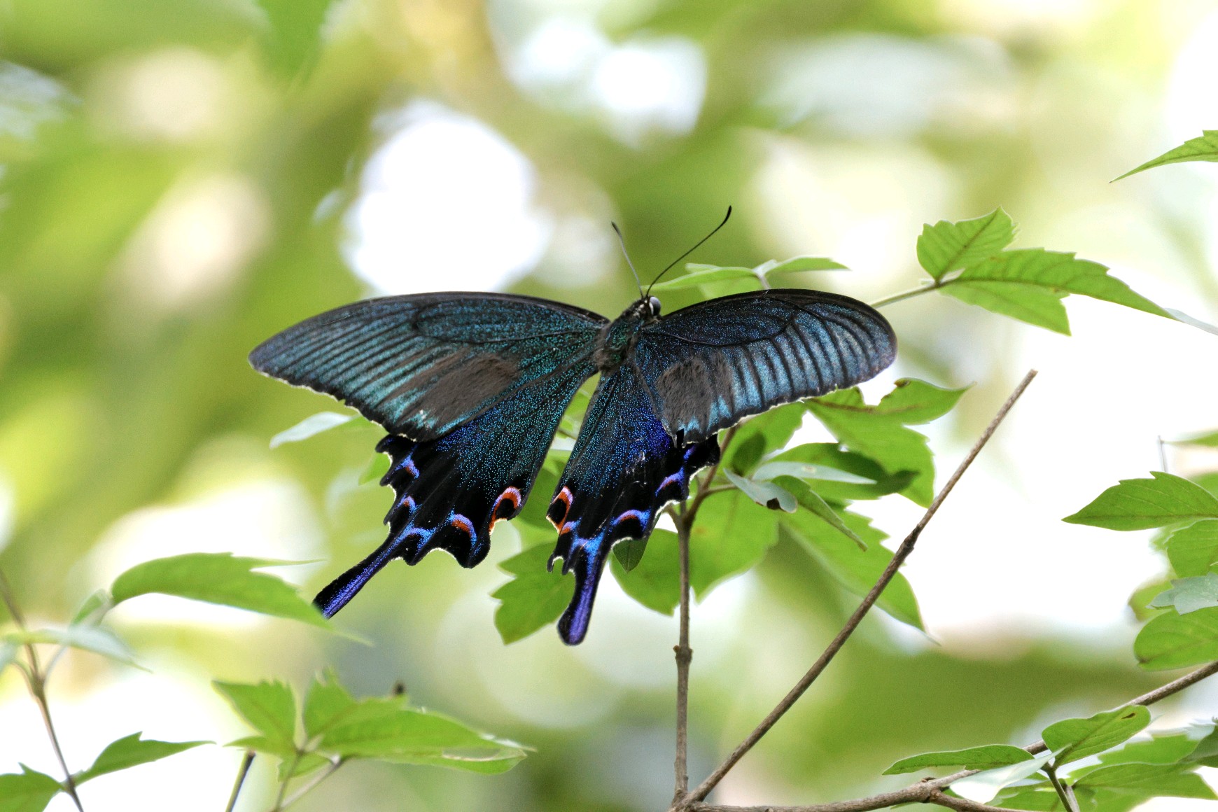 德罕翠凤蝶现身连云港——中国环境网