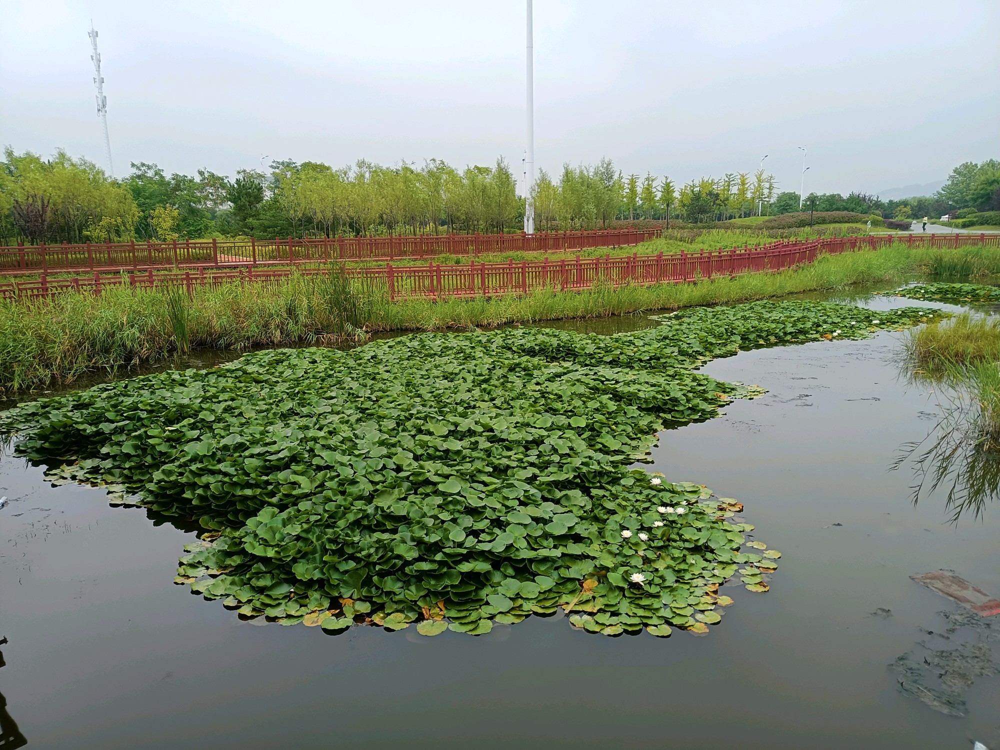 庄河东方湖荷塘一角——中国环境网