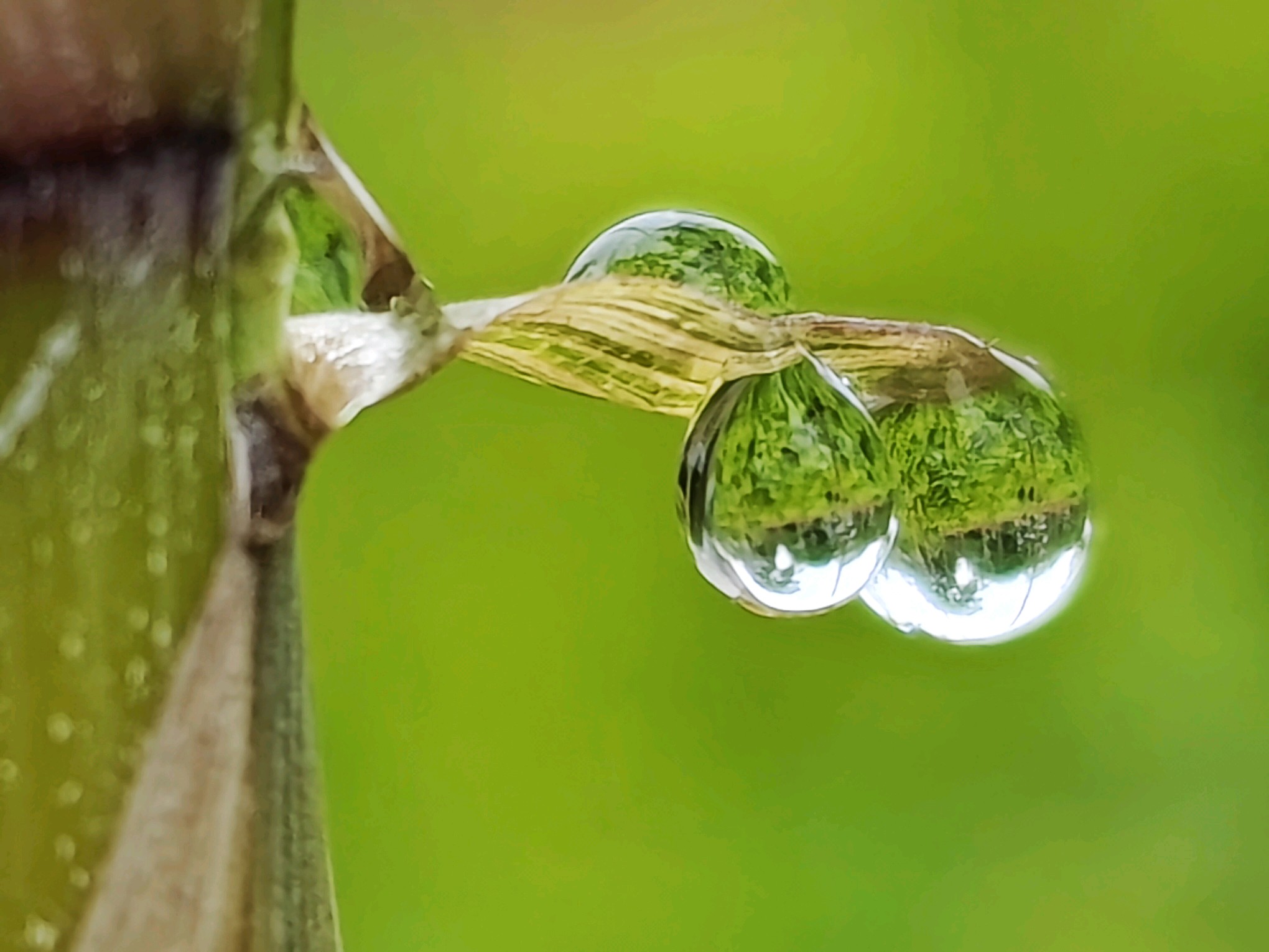 竹叶片上挂满了形态各异的露珠,晶莹剔透,迎着光亮熠熠发光