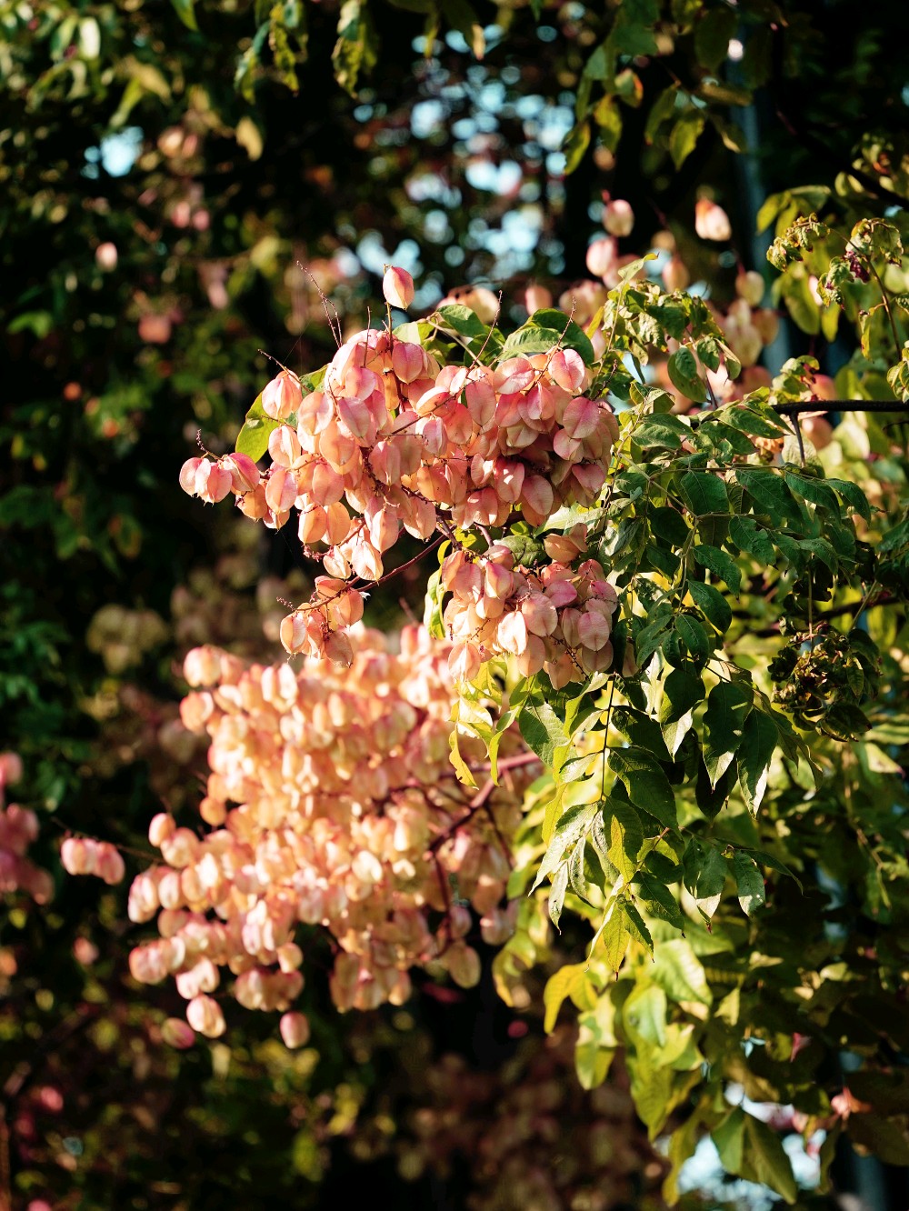 一树栾花,就是一场盛大的秋天