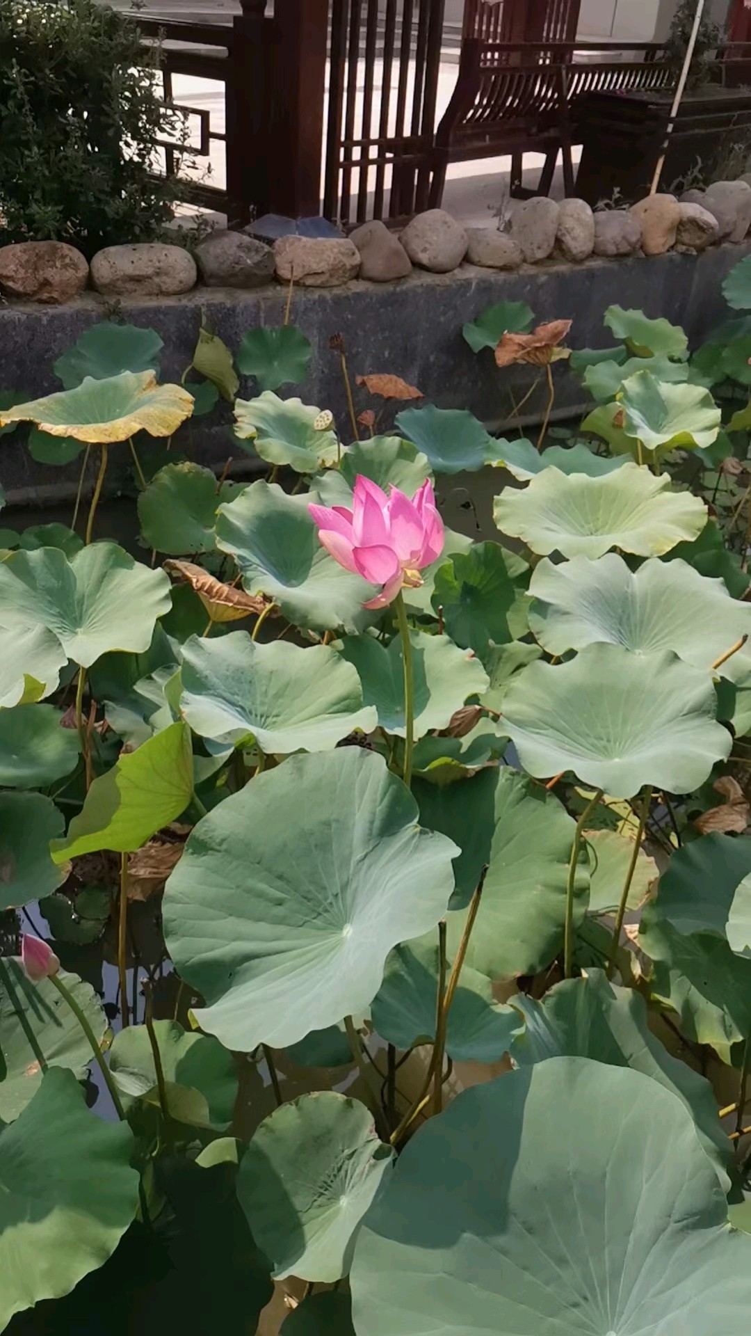 秋日荷塘美——中国环境网