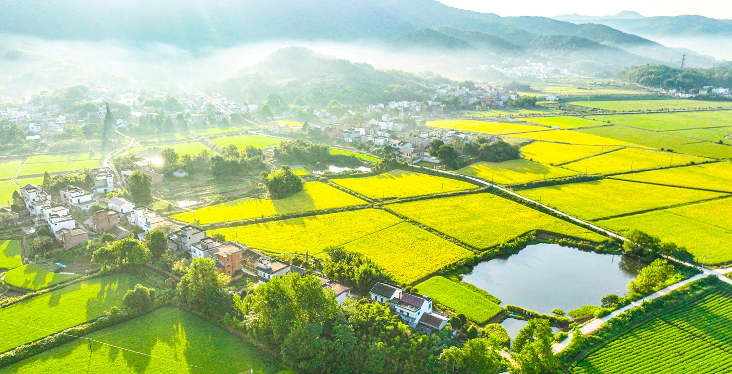 安徽芜湖  美丽乡村丰收有风景