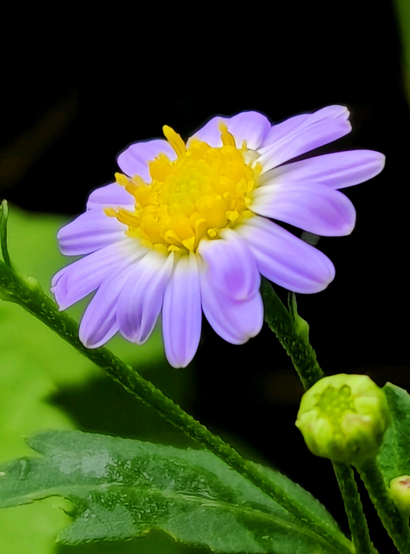 马兰头野菜花图片图片