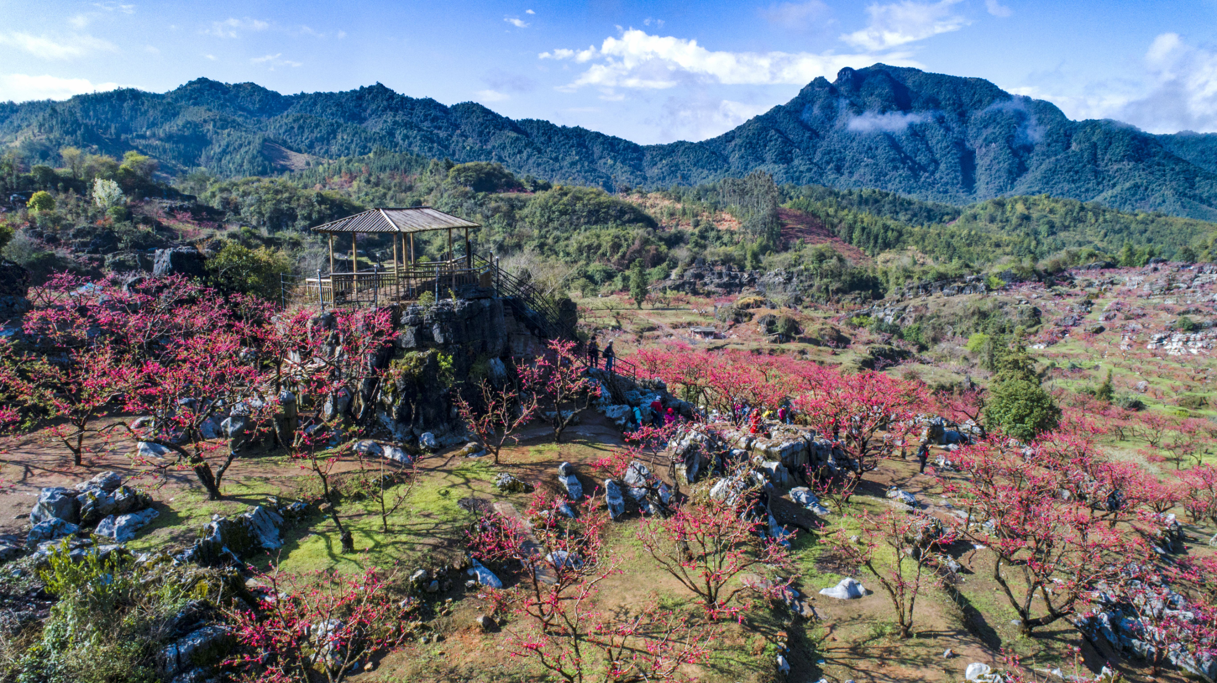 河源哪里有赏花景点图片