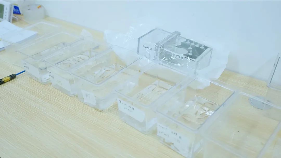 △等待筛选上太空的新一批斑马鱼