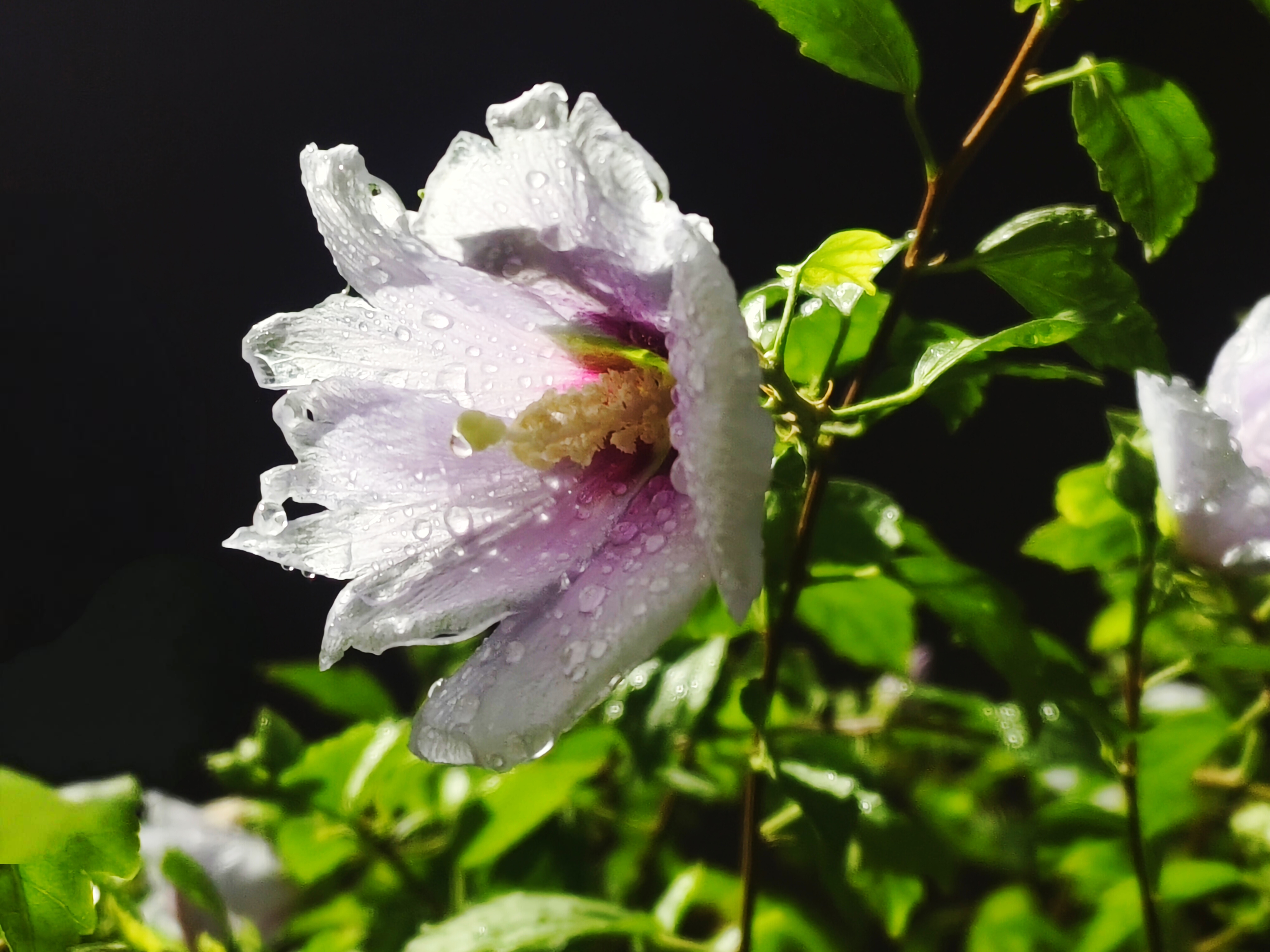 堆朱風　花卉 堆朱風 花卉 2025年最新】Yahoo!オークション -堆朱 花瓶の中古