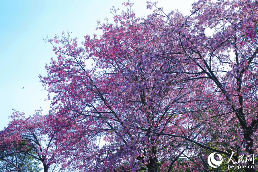 走进花仙谷现代农业产业园，映入眼帘的是成片的“大肚异木棉”。人民网记者 李唯一摄