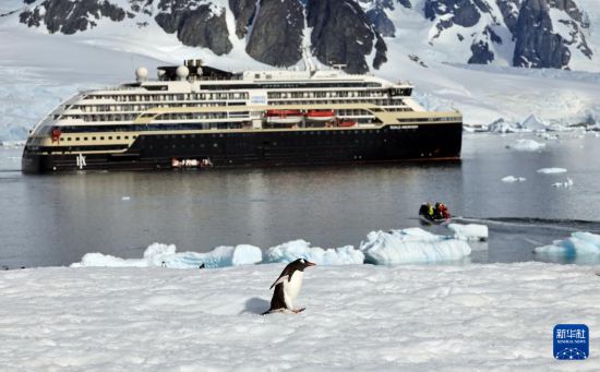 这是12月12日在南极洲拍摄的白眉企鹅。 新华社发（杨树摄）
