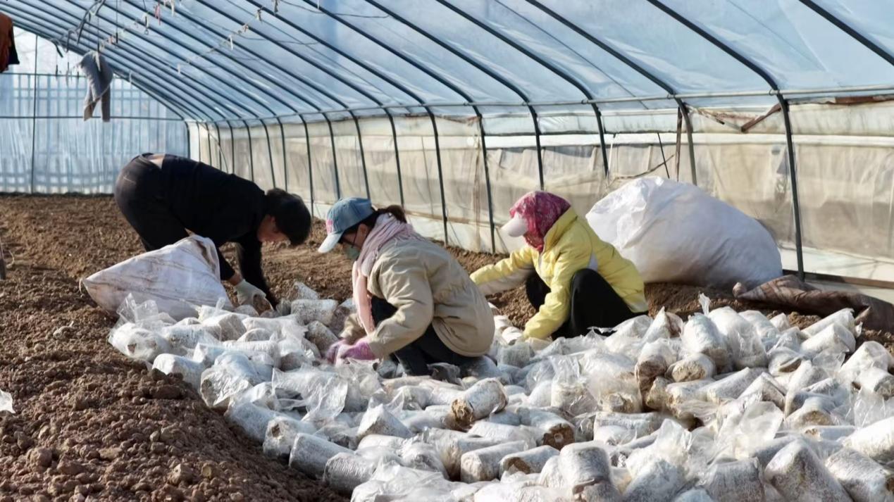 灵芝菇长势正旺，农户们忙着采摘、分拣、打包。王隆基摄