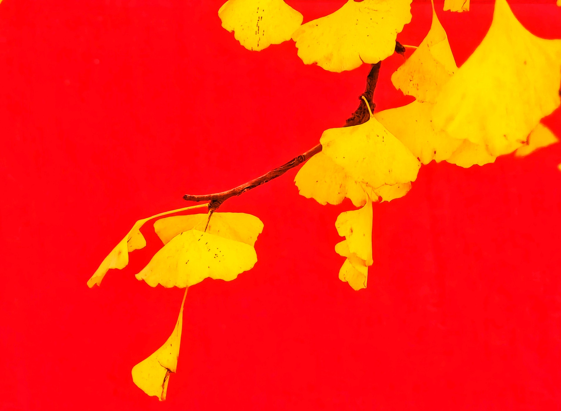 金色树叶满枝头 靓丽夺目染秋色